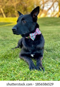 Black Belgian Malinois Laying Down With Pink Bow Tie Collar Outdoors