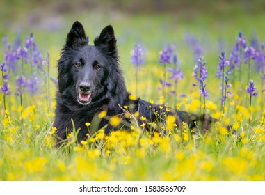 Black Belgian Sheepdog Groenendael In Camas Lilies And Buttercups In The Springtime In Wildflowers In Sierra Nevada Mountains Near Truckee