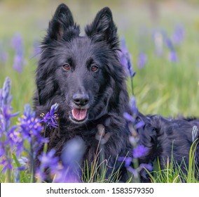 Black Belgian Sheepdog Groenendael In Purple Camas Lilies In Springtime