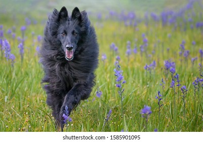 Black Belgian Sheepdog Groenendael Running Through Purple And Yellow Wildflowers In Sierra Nevada Mountains