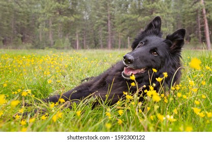 Black Belgian Sheepdog Laying In Field Of Buttercups Looking Happy