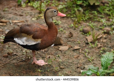 Black Bellied Whistling Duck 