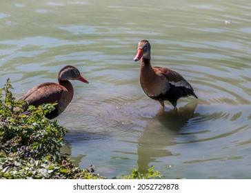 Black Bellied Whistling Duck A Boisterous Duck With A Pink Bill