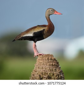 Black Bellied Whistling Duck Side Profile Stock Photo 1071775124 ...