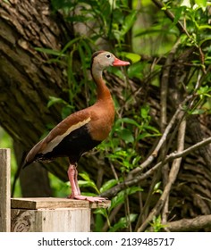 Black Bellied Whistling Duck Sits On A Wooden House At Park