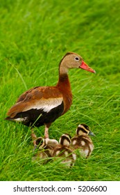 Black Bellied Whistling Duck Stands Guard Over Its Ducklings