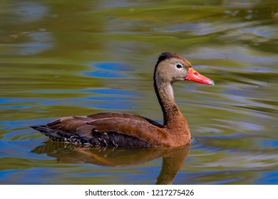 Black Bellied Whistling Ducks