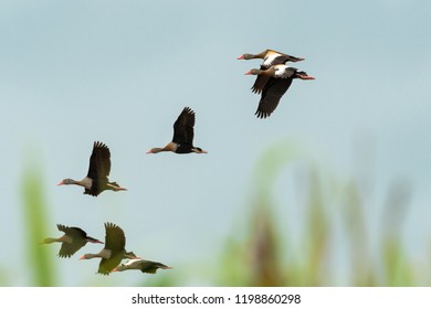 Black Bellied Whistling Ducks Flying In V Formation 