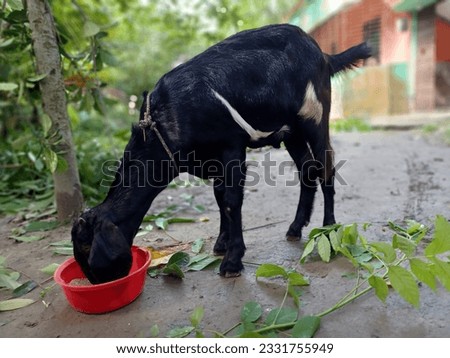 Black Bengal Goat from Bangladesh