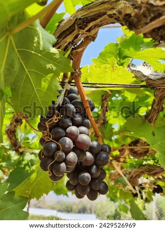 Black berries of grapes on a plant in a vegetable garden. Close up of grapes hanging on branch. Hanging grapes. Grapes farm. Tasty grape bunches hanging on branch.