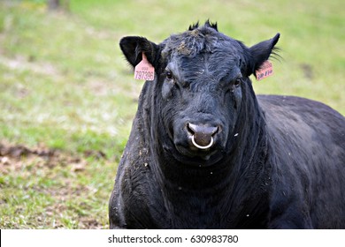 Black Bull Images, Stock Photos & Vectors | Shutterstock