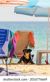 Black Big Dog Lies In The Shade On The Beach Behind A Deck Chair 