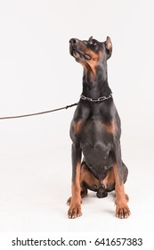 Black Big Dog Looking Up On Leash