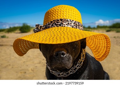 Black Big Dog In A Yellow Hat On The Beach.