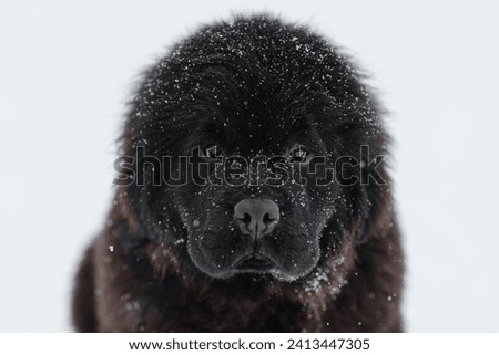 black big newfoundland dog sits on path on walk in park in snowfall in winter, looking forward straight to camera, close-up view of muzzle, cropped image, dogwalking concept