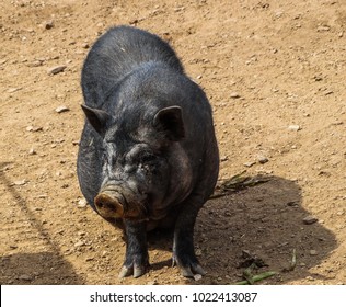 black big Vietnamese pig