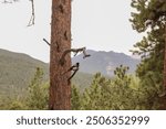 Black Billed Magpie perching on a Lodgepole Pine Tree Branch inside of Rocky Mountain National Park