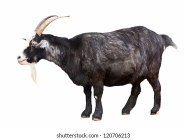 Black billy goat over white background