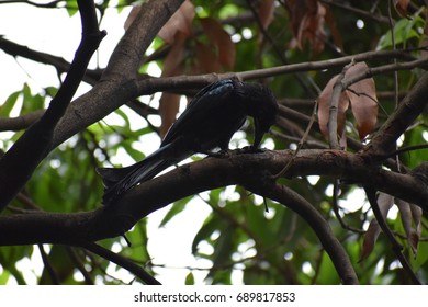 Black bird