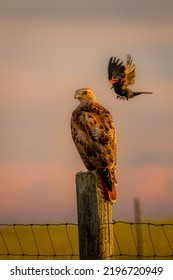 Black Bird attacking a Redtail Hawk