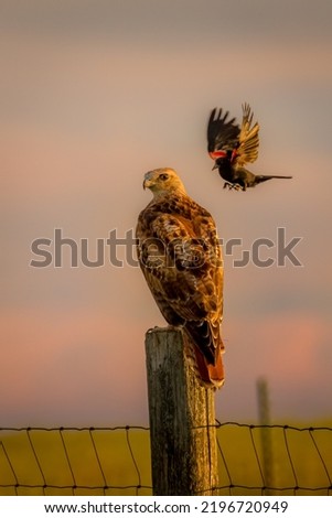 Black Bird attacking a Redtail Hawk