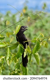 Black Bird In Brazilian Cerrado