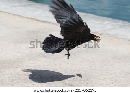 Black bird called raven fly with a cone in his bill. Corvus corax