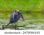 A black bird cormorant is standing on a wooden post near a body of water. The bird appears to be drying its wings
