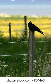 black bird  in denmark