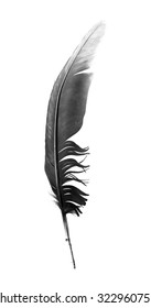 Black Bird Feather Isolated On White Background