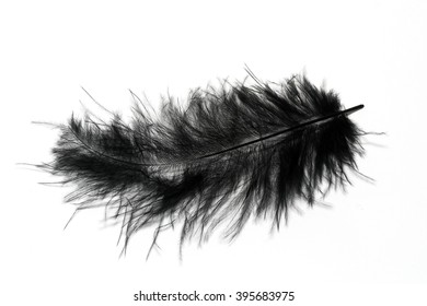 Black Bird Feather Isolated On White Stock Photo 395683975 | Shutterstock