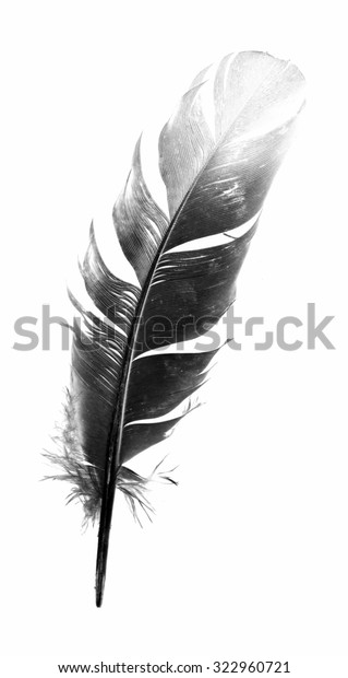 Black Bird Feather Isolated On White Stock Photo 322960721 | Shutterstock