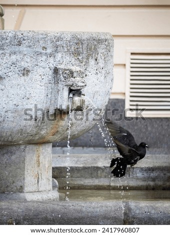 
A black bird in flight with a concrete water fountain in the background
