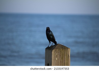 Black Bird Fort Fisher NC