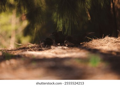 A black bird with a glossy sheen stands on a forest floor covered in pine needles. Soft sunlight filters through the trees, casting delicate shadows and highlighting the bird's striking red eye - Powered by Shutterstock