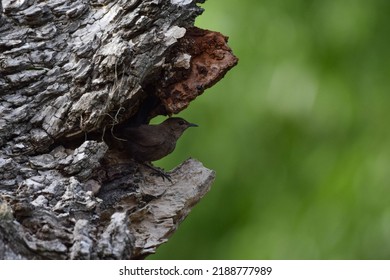 Black Bird Hide And Seek In A Branch