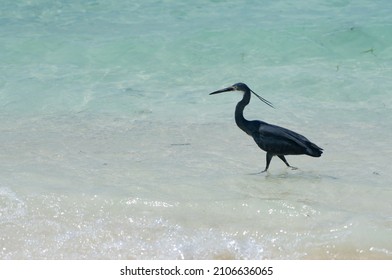 Black Bird Hunting Fish On The Beach. Paradise Beach Where Bird Is Just Hanging And Enjoying The Weather. Black Sea Bird About To Take Off. Small Waves Smashing The Shore Of Zanzibar