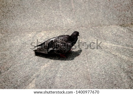 Similar – Image, Stock Photo dark duck Animal 1 Black