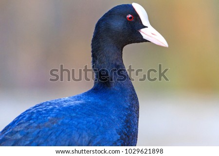 black bird with metallic glare on the feathers , wildlife, animals