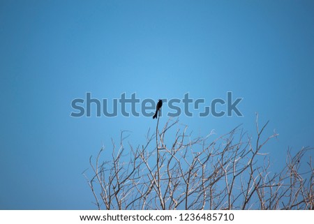 Similar – Image, Stock Photo Ice Bird Crow Tree Winter