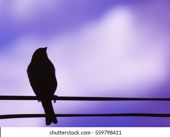 Black Bird On Purple Background.