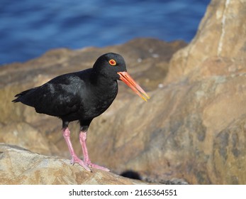 A black bird with an orange beak and orange eyes standing on large rocks on a beach.