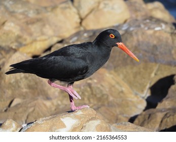 A black bird with an orange beak and orange eyes standing on large rocks on a beach.