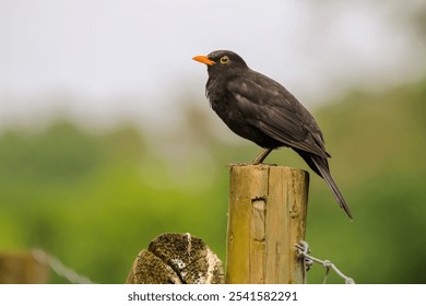 A black bird perched atop a post surrounded by a barbed wire fence in a rural environment - Powered by Shutterstock