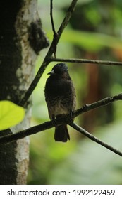 A black bird is perched branch tree