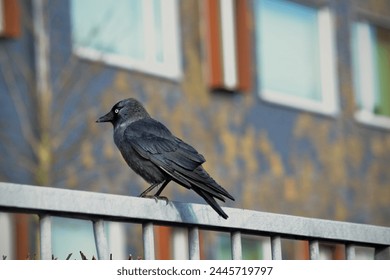 A black bird perches on a railing, observing the surroundings against a backdrop of a modern building - Powered by Shutterstock