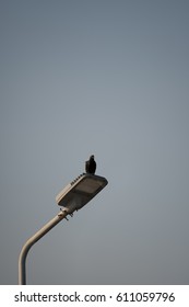 Black bird perches on street light (blank space for text on top)