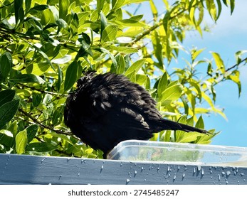 A Black Bird puffed up while perching on the edge of a water container he bathed in on a shed room in Auckland 