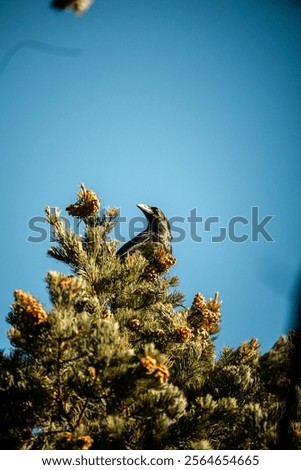 Black Bird Raven Crow on Pine Tree Blue Skies Calling Singing