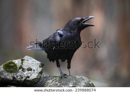Black bird raven with open beak sitting on the stone.